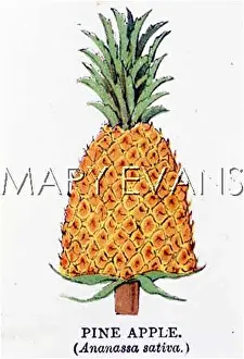 Ananassa: PINEAPPLE ANANASSA SATIV