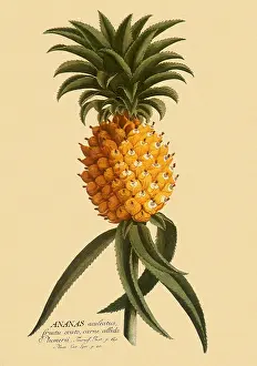 Pineapple: Pineapple, Anasas comosus