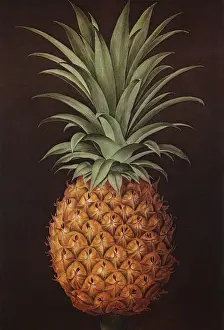 Pineapple: Pineapple on Black