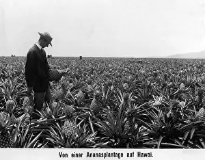 Pineapple: Pineapple cultivation in Hawaii, 1910