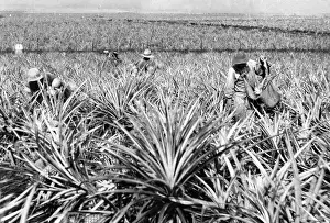 Honolulu: Pineapple cultivation in Hawaii, 1919