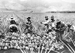 Pineapple: Pineapple cultivation in Hawaii, 1920s