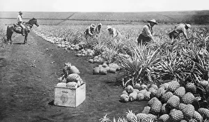 Pineapple: Pineapple cultivation in Hawaii, 1926