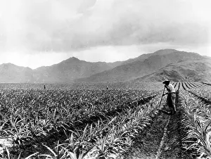 Pineapple: Pineapple cultivation in Hawaii, 1928