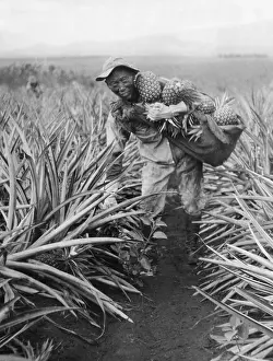 Pineapple: Pineapple cultivation in Hawaii, 1928