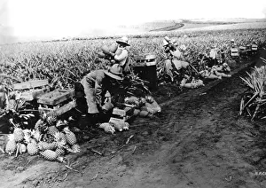 Pineapple: Pineapple cultivation in Hawaii, 1928
