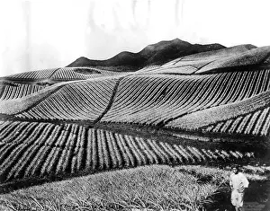 Pineapple: Pineapple cultivation in Hawaii, 1928