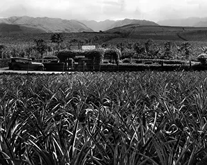 Honolulu: Pineapple cultivation in Hawaii, 1931