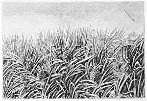 Pineapples: PINEAPPLE FIELD 1883