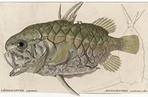 Resemblance: A PINEAPPLE FISH