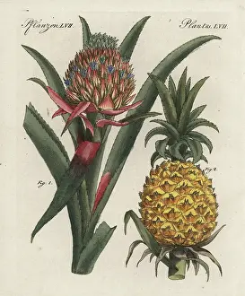 Kinder: Pineapple flower and fruit, Ananas comosus