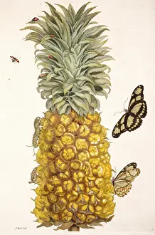 Pineapple: Pineapple with insects