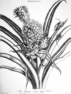 Metamorphosis: Pineapple and insects. This engraving is based
