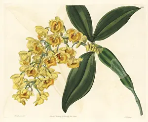 Dendrobium: Pineapple orchid, Dendrobium densiflorum