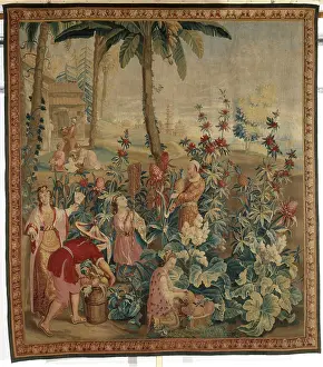 Pineapple: Pineapple picking