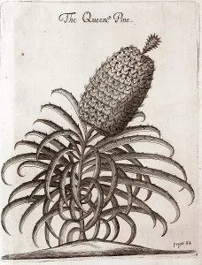 Plantations: A pineapple plant