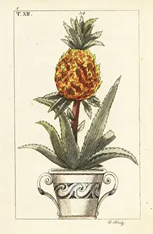 Flowerpot: Pineapple plant, Ananas comosus