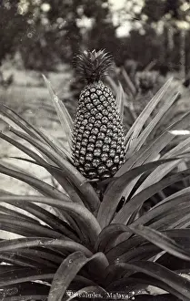Comosus: Pineapple plant - Malaysia