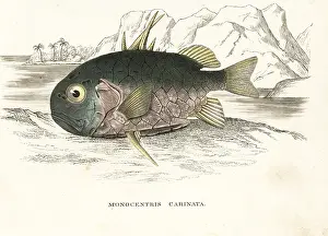 Bildersaal: Pinecone fish, Monocentris japonica