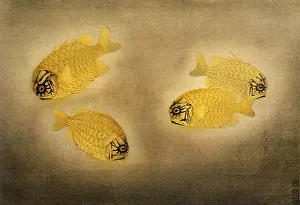 Japonica: Pinecone Fish, Monocentris japonica