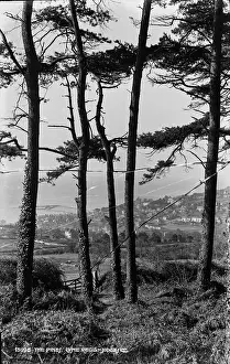 Pines: The Pines, Lyme Regis