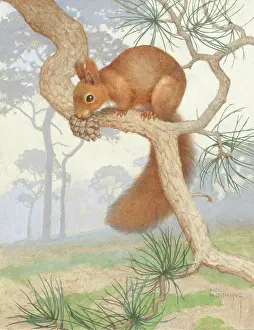 Pines: Among the Pines - squirrel on a pine bough