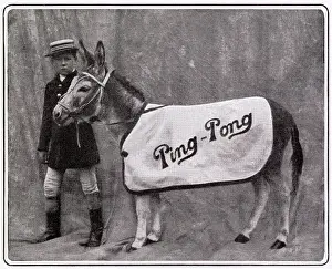 Pong: Ping Pong the Performing Donkey 1903