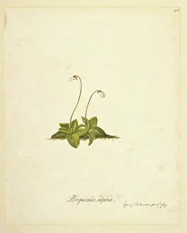Endeavour: Pinguicula antarctica, butterwort
