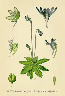 Pinguicula: PINGUICULA VULGARIS