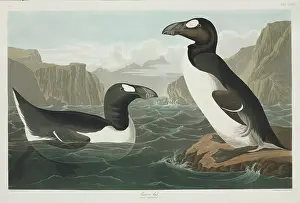 Bait: Pinguinus impennis, great auk