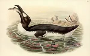 Bait: Pinguinus impennis, great auk