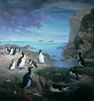 Webbed: Pinguinus impennis, great auk