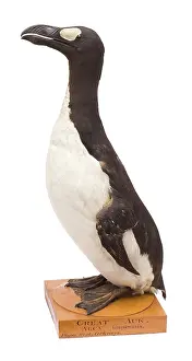 Webbed: Pinguinus impennis, great auk