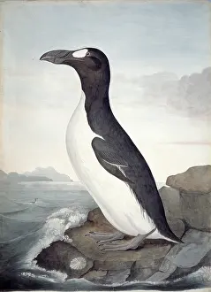 Forehead: Pinguinus impennis, great auk