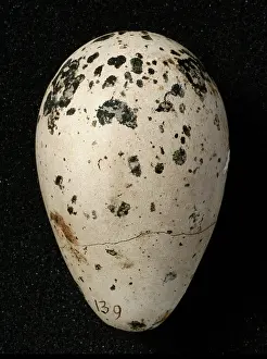 Impennis: Pinguinus impennis, great auk