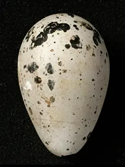 Impennis: Pinguinus impennis, great auk