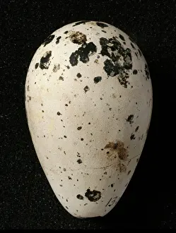 Impennis: Pinguinus impennis, great auk