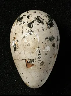Impennis: Pinguinus impennis, great auk