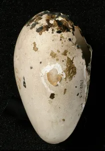 Impennis: Pinguinus impennis, great auk