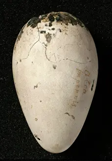 Impennis: Pinguinus impennis, great auk