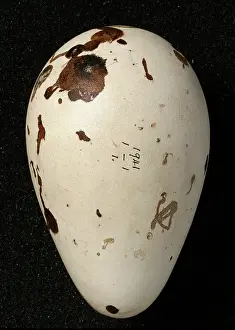 Impennis: Pinguinus impennis, great auk