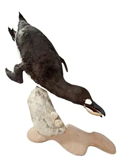 Impennis: Pinguinus impennis, Great Auk