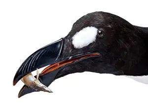 Impennis: Pinguinus impennis, Great Auk