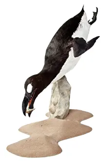 Impennis: Pinguinus impennis, Great Auk