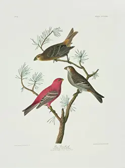 Pinus: Pinicola enucleator, pine grosbeak