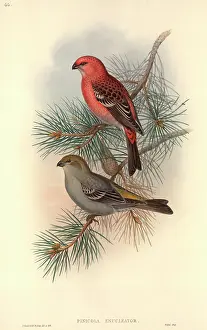 Pinus: Pinicola enucleator, pine grosbeak