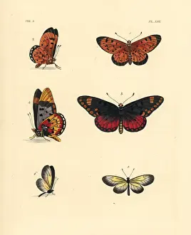 Hypatia: Pink acraea, large spotted acraea and yellow clearwing