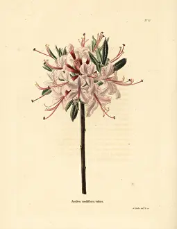 Azalea: Pink azalea, Azalea nudiflora rubra