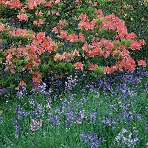 Azaleas: Pink Azaleas and Wild Hyacinth