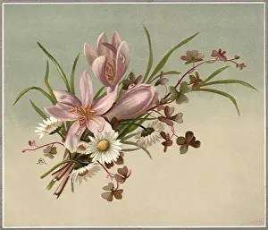 Daisies: Pink Blooms and Daisies